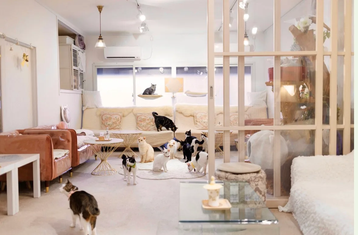 保護猫サロンCAT LIVING
